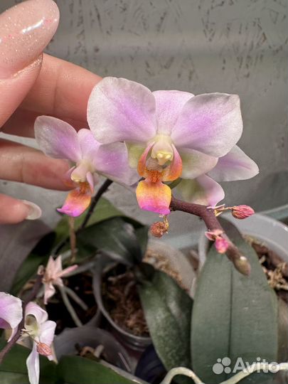 Орхидея фаленопсис Phal. Taiwan Leopard