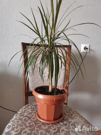 Пальма драцена