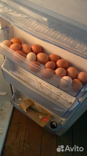 Домашние куриные яйца