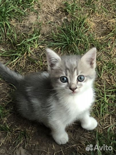 Котенок в добрые руки