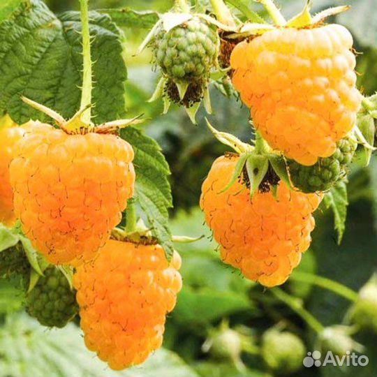 Малина зюгана (желтая)