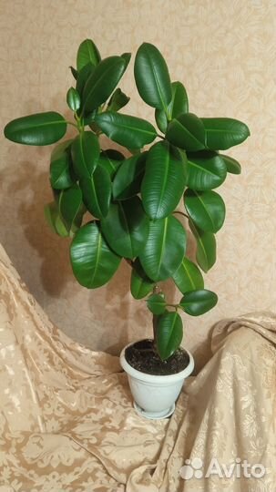 Комнатные растения:кактусы,фикусы