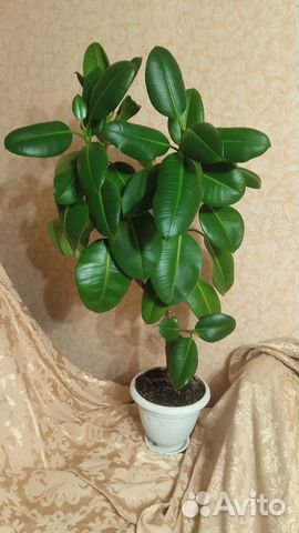 Комнатные растения:кактусы,фикусы