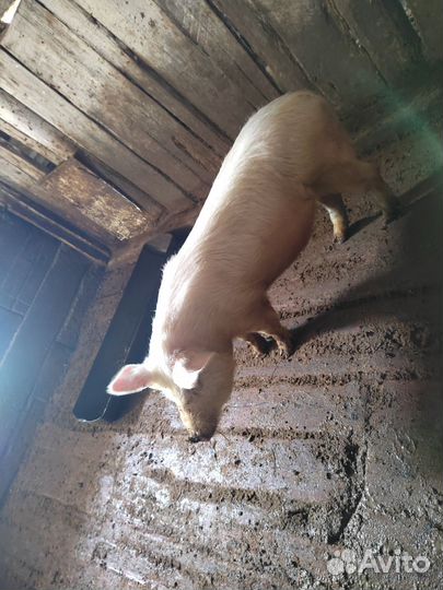 Продам свинью