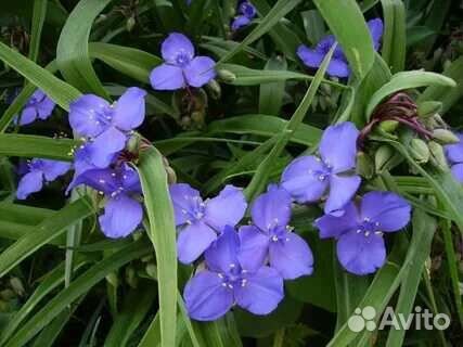 Традесканция садовая 2 вида