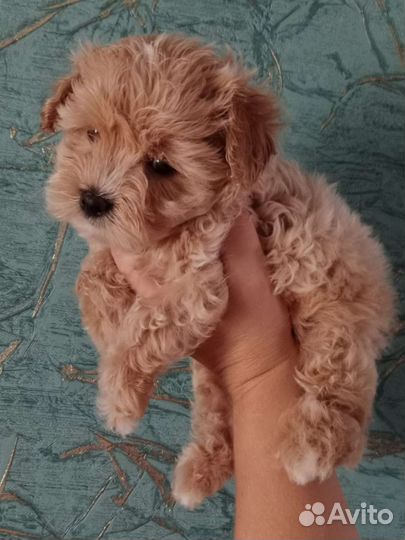 Маленькая собака