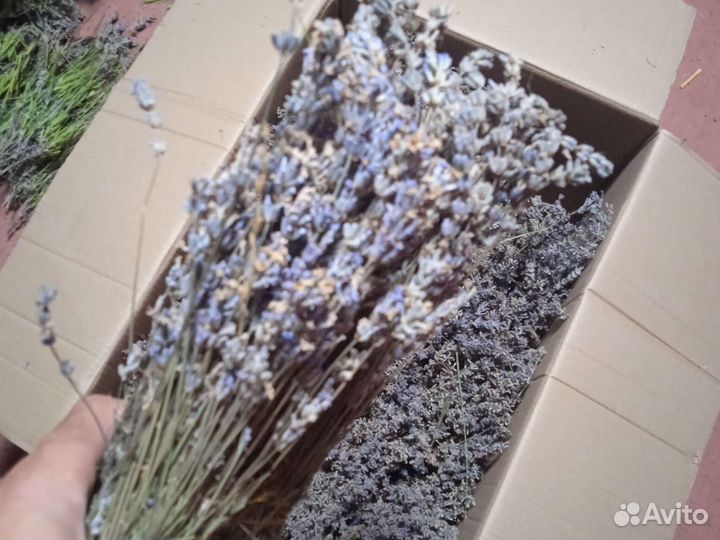Продам лаванду