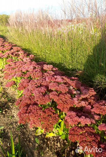 Астра, Солидаго, Очиток