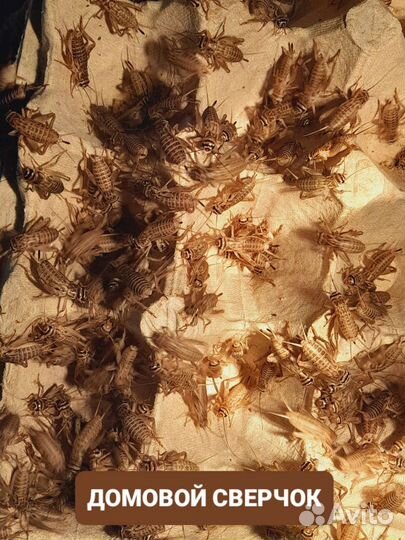 Корм для стрижей сверчки