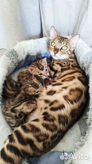 Бенгальская котята