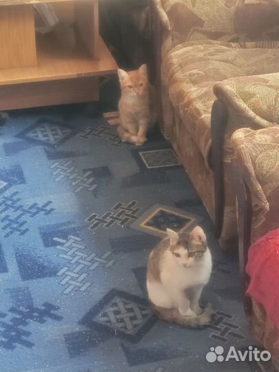 Котята в добрые руки бесплатно