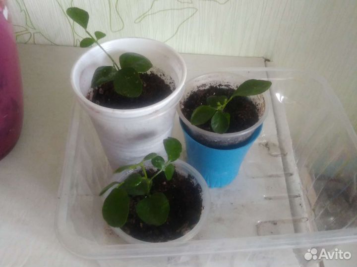 Домашние цветы