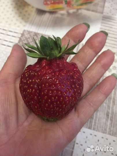 Кусты клубники
