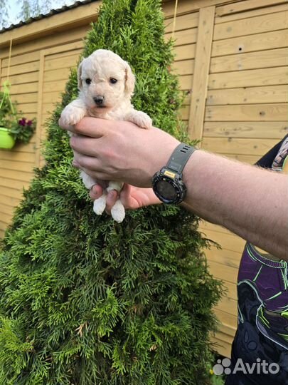 Той пудель кремовые мальчики