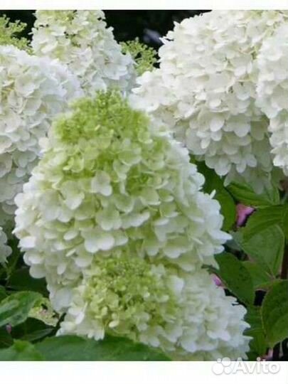 Гартензия метельчатая Полар бир