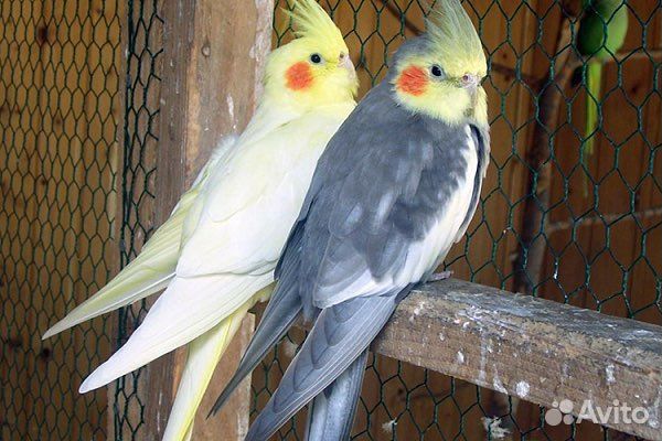 Попугай карелла