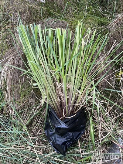 Саженцы декоративных растений Юга(кортадерия)