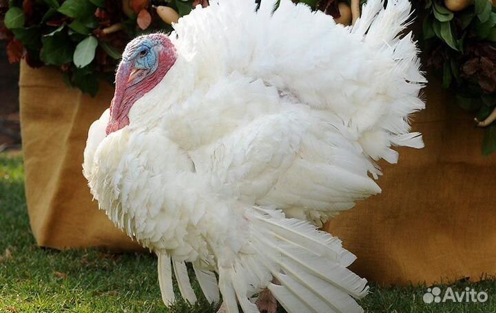 Индюшата суточные Хайбрид Конвертер