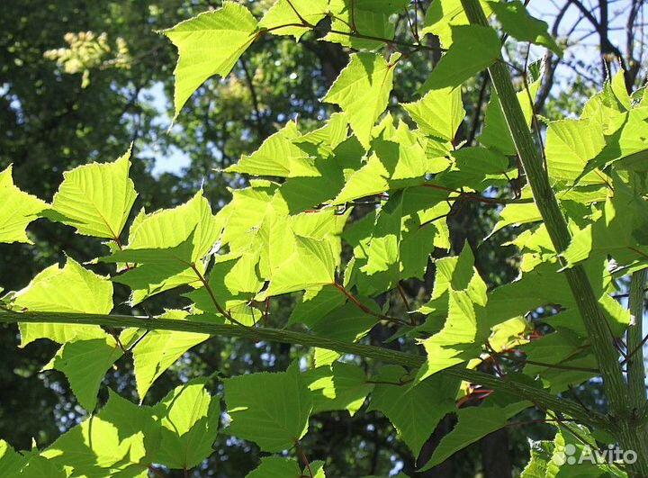 Клен змеекорый и бархатистый, семена