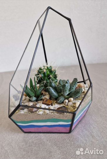Подарок Суккуленты во флорариуме