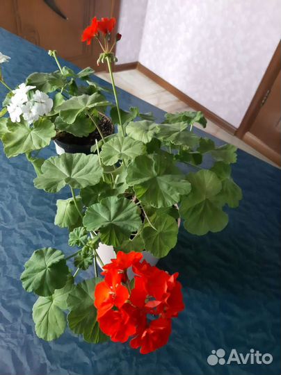 Герань сортовая