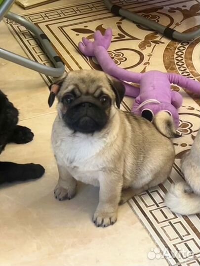 Девочка мопса