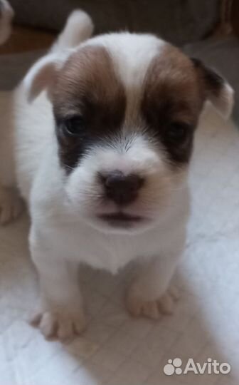 Щенок девочка Джек Рассел высокопородная