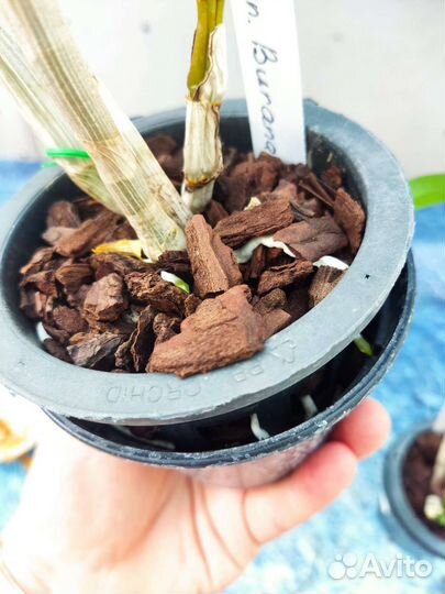 Дендробиум фаленопсис.Dendrobium Burana Stripe