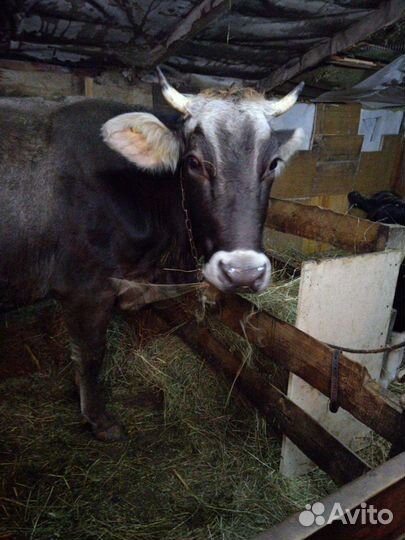 Молоко козье, коровье и молочные продукты