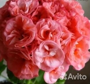 Пеларгонии и цветы домашние