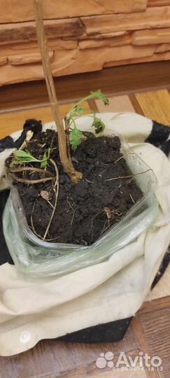 Хризантема