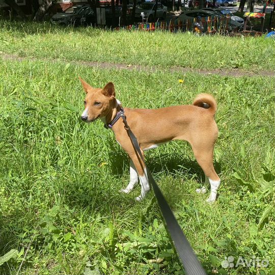 Щенок бассенджи