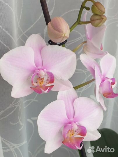 Орхидея фаленопсис Eve