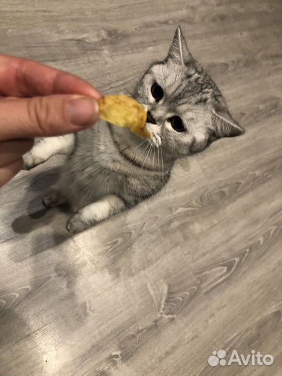 Шотландская кошка
