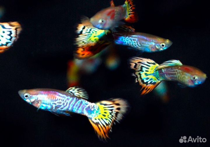 Гуппи Кобра ананас (Guppy pineapple cobra) самцы
