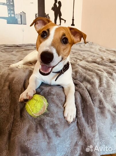 Передержка собак