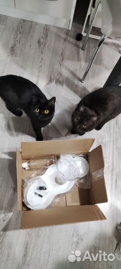 Британская кошка вязка