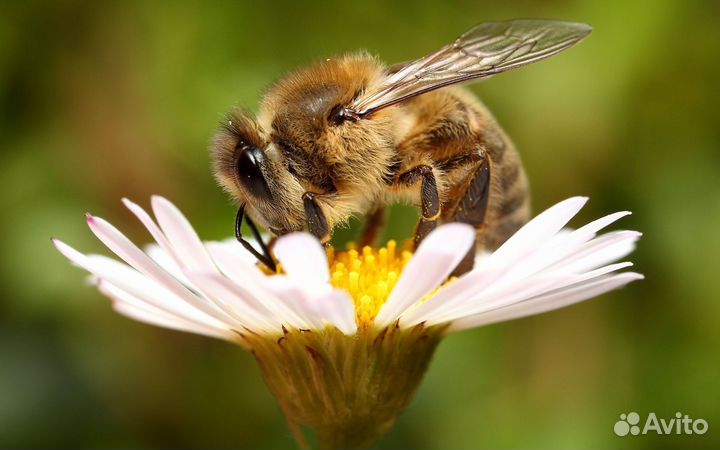 Пчелопакеты 2025