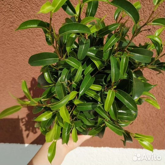 Фикус наташа