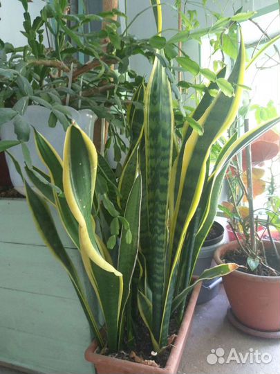 Сансевиерия Футура Суперба