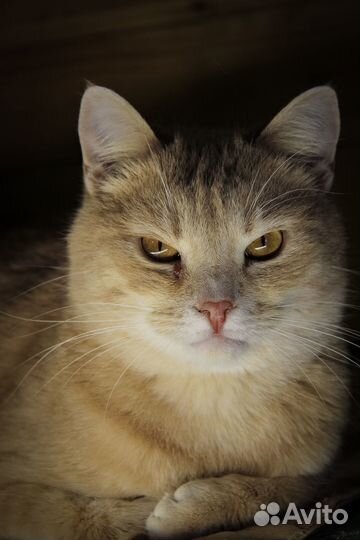 Рыжие котики из приюта