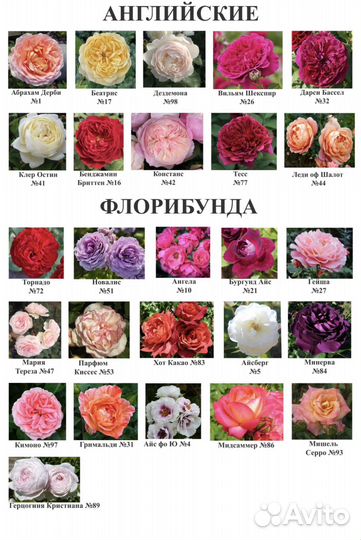 Саженцы роз