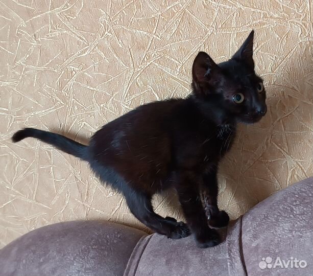 Котенок