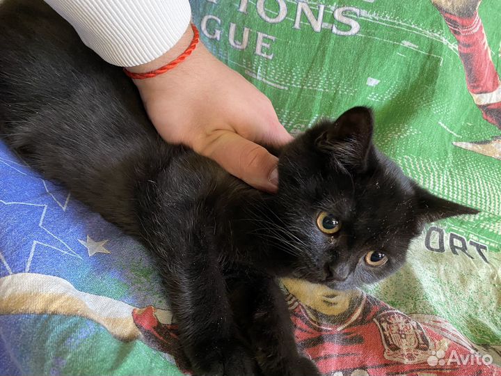 Британкая кошка