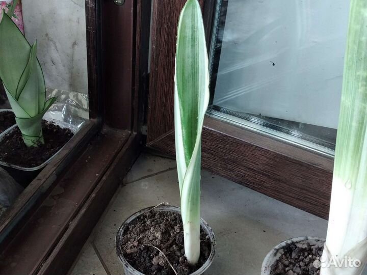 Сансевиерия аубрутиана металлик