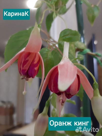 Сортовые фуксии