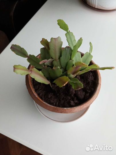 Декабрист. Розовый