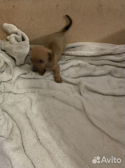 Щенки бесплатно