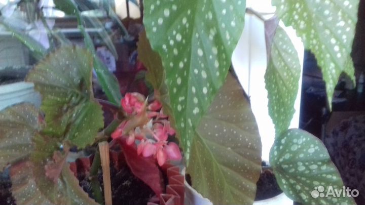 Комнатные растения