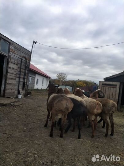 Курдючные бараны, телочка